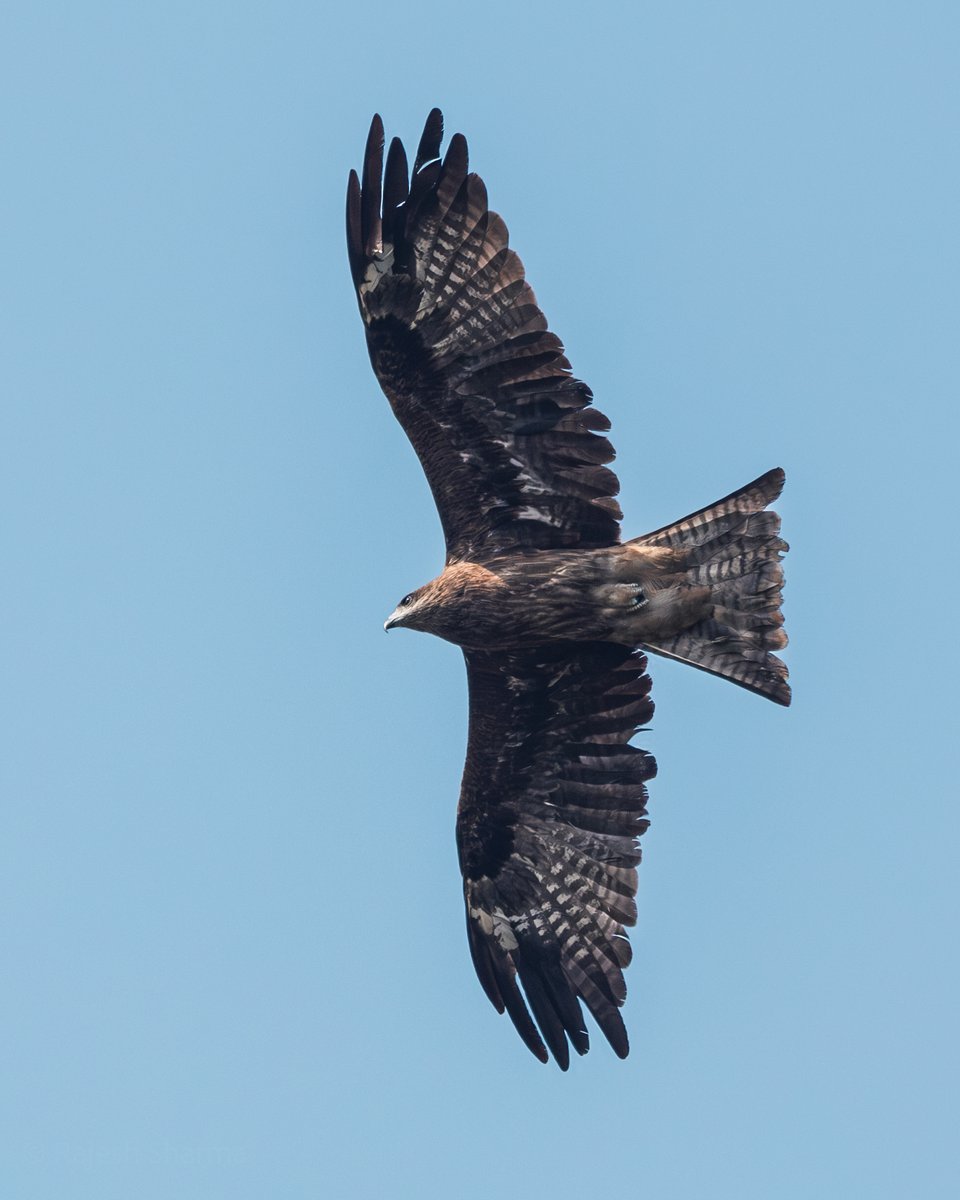 Black kite in flight!
#BirdTwitter #BirdsOfTwitter #birdphotography #ThePhotoHour @birdnames_en @IndiAves