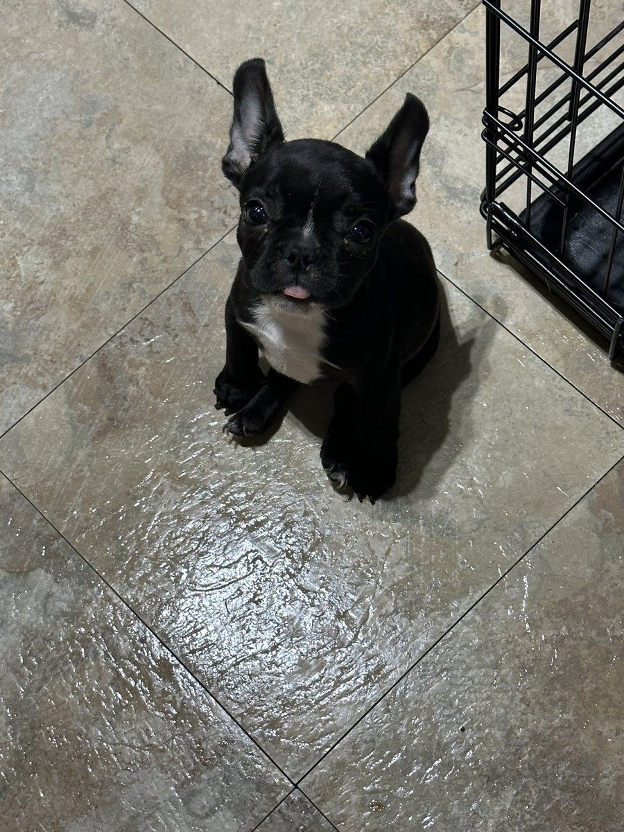 This is my new roomie, Flower 🌸 #frenchielover