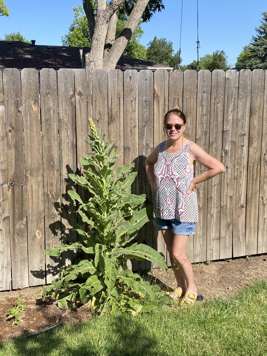 This plant looked like lambs ear when I transplanted it from the lawn to my garden about 5 feet ago. #gardening