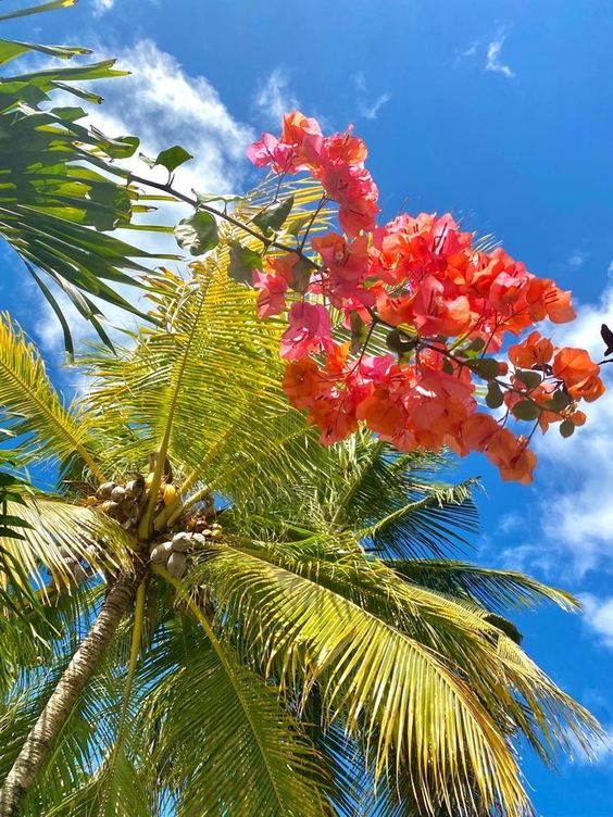 MauritiusGuide's tweet photo. Saturday vibes in Mauritius 
#SaturdayVibes https://t.co/4dqBm0Ylkf
