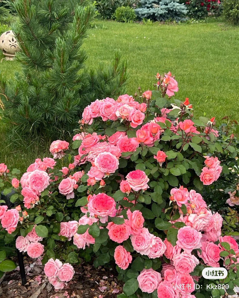 flowers make me so happy