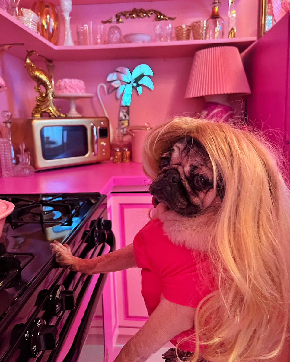 itsdougthepug's tweet photo. I’m a puggy girl, in a puggy world 💗 https://t.co/ULWYI817Ra