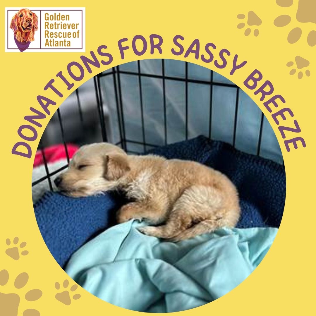 grratlanta's tweet photo. Meet sweet, petite Sassy Breeze. She came to us very weak, weighing only 1lb, &amp; dehydrated. She's been receiving around-the-clock TLC from #GRRA vets &amp; volunteers. Read more about her story @ https://t.co/hUp6poAXQG &amp; please consider donating to help pay for her veterinary bills. https://t.co/le5ByMlwEQ