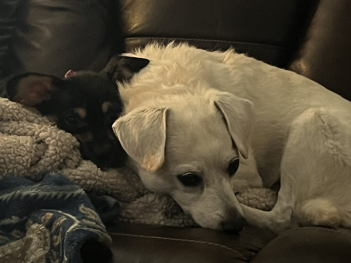 Chewy da Cheagle tweet media