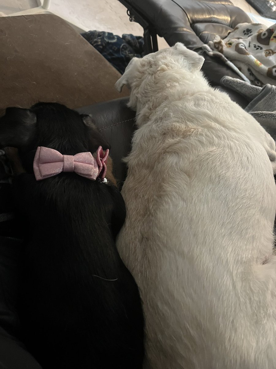 Chewy da Cheagle tweet media