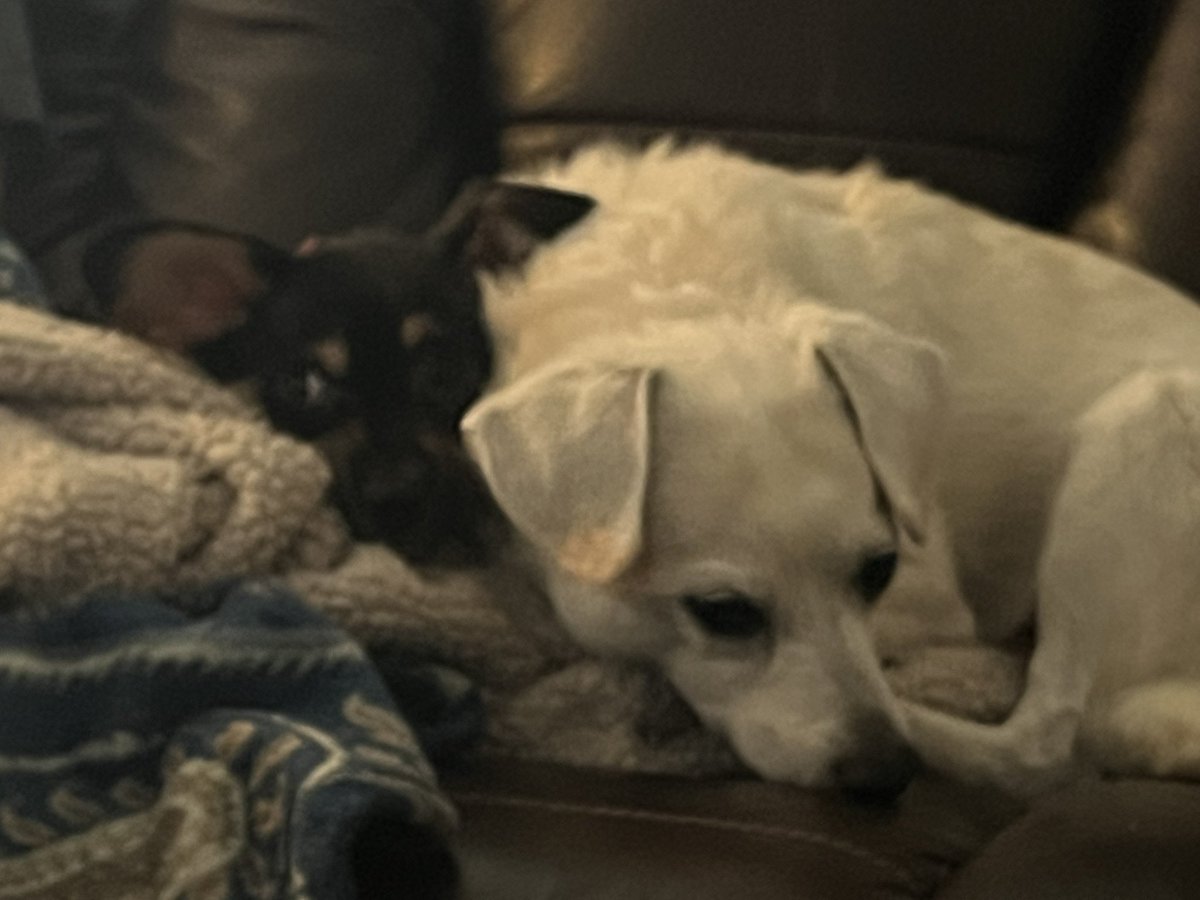 Chewy da Cheagle tweet media