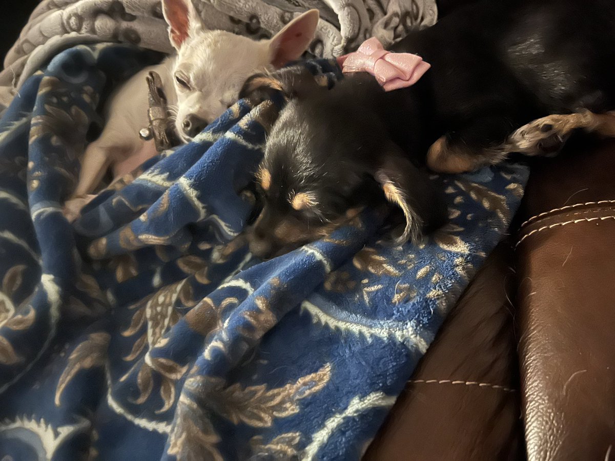 Chewy da Cheagle tweet media