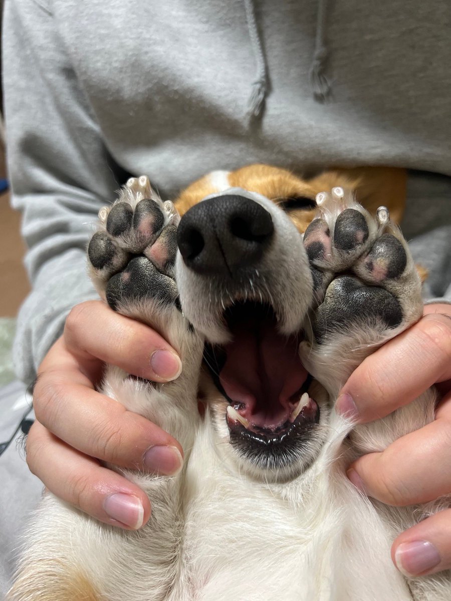 【名前】アイン
自分のおててでお顔をむにい(ﾉ)'ω`(ヾ)
パパやめてよー😂
(@corgistyle_2002 )
 #はさまりコギ
 #コギスタ47応援隊 
 #コーギースタイル