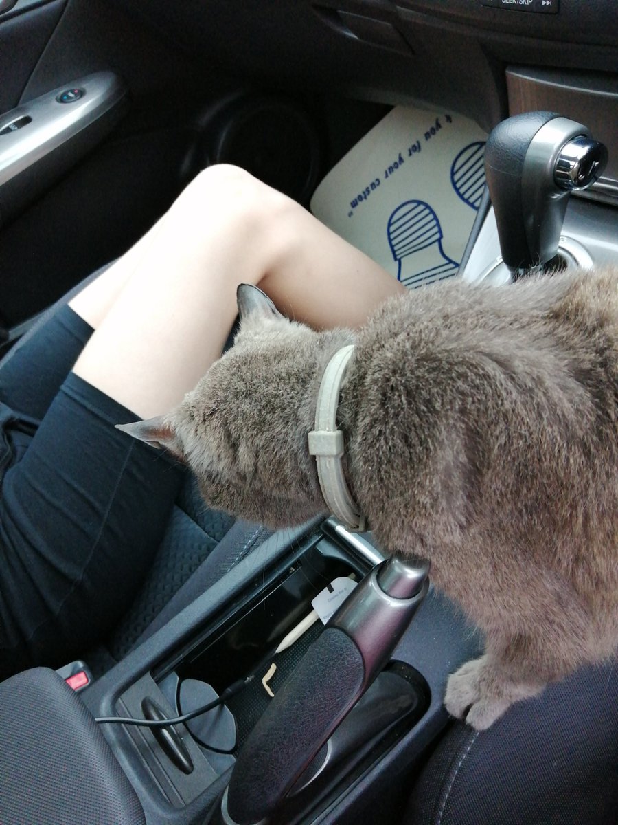 Totallyknits's tweet photo. So the cat decided to get in the car with us today 🙄 #Caturday #CatsOfTwitter #sillycat https://t.co/nryedoHwfr