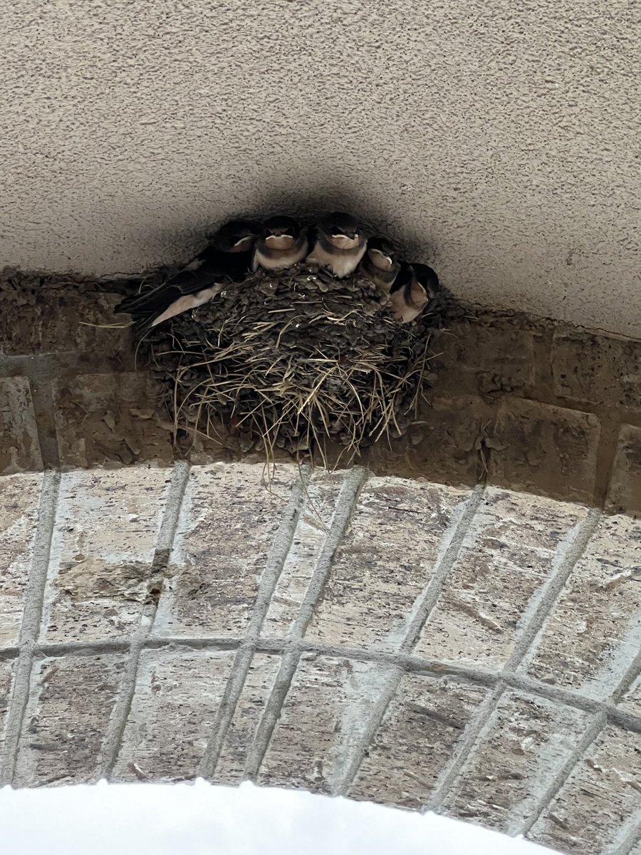 How can a bird build a nest on the side of brick porch strong enough to hold five birds but I can’t hang a shelf without covering an extra hole I made!!