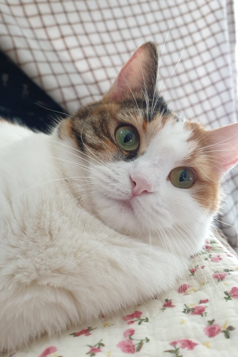 charmkke's tweet photo. 생일선물로 참깨를 닮은 인센스 홀더를 받았는데요? 향을 꽂을 수 없던 집사의 선택이 바로 이것입니다. https://t.co/KRnu1r3zyL