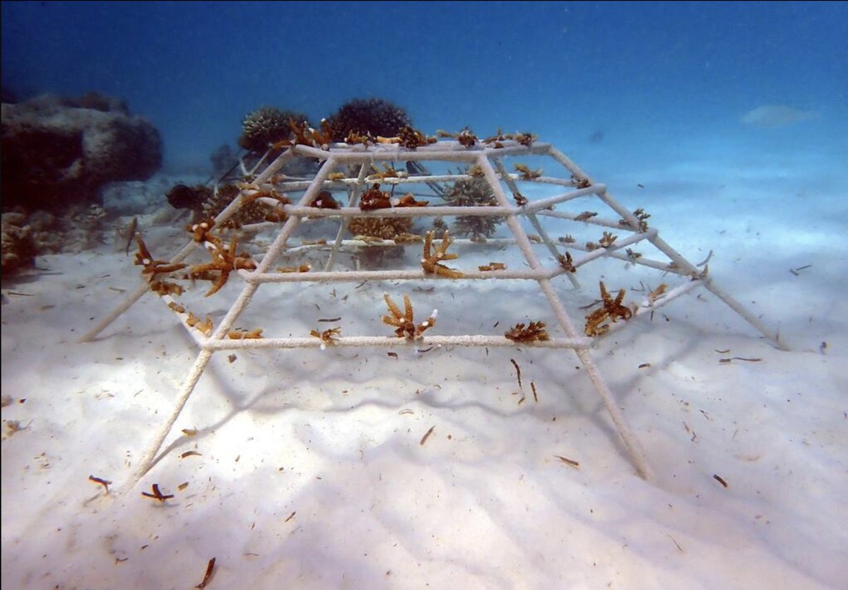 NoPlasticMDV's tweet photo. During our Eco Tour 2023 we transplanted corals in partnership with Reefscapers Team at Four Seasons Resort Maldives at Kuda Huraa.

It was transplanted to the House Reef area on 8 Jul 2023 with the species Acropora muricata, Acropora tenuis, Acropora hyacinthus. https://t.co/zKCv90ukcw