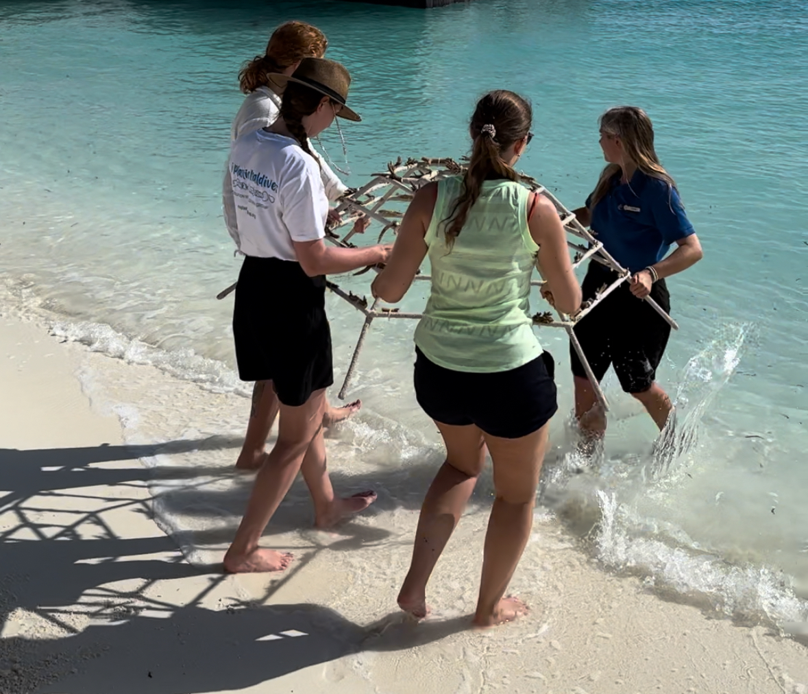 During our Eco Tour 2023 we transplanted corals in partnership with Reefscapers Team at Four Seasons Resort Maldives at Kuda Huraa. It was transplanted to the House Reef area on 8 Jul 2023 with the species Acropora muricata, Acropora tenuis, Acropora hyacinthus.