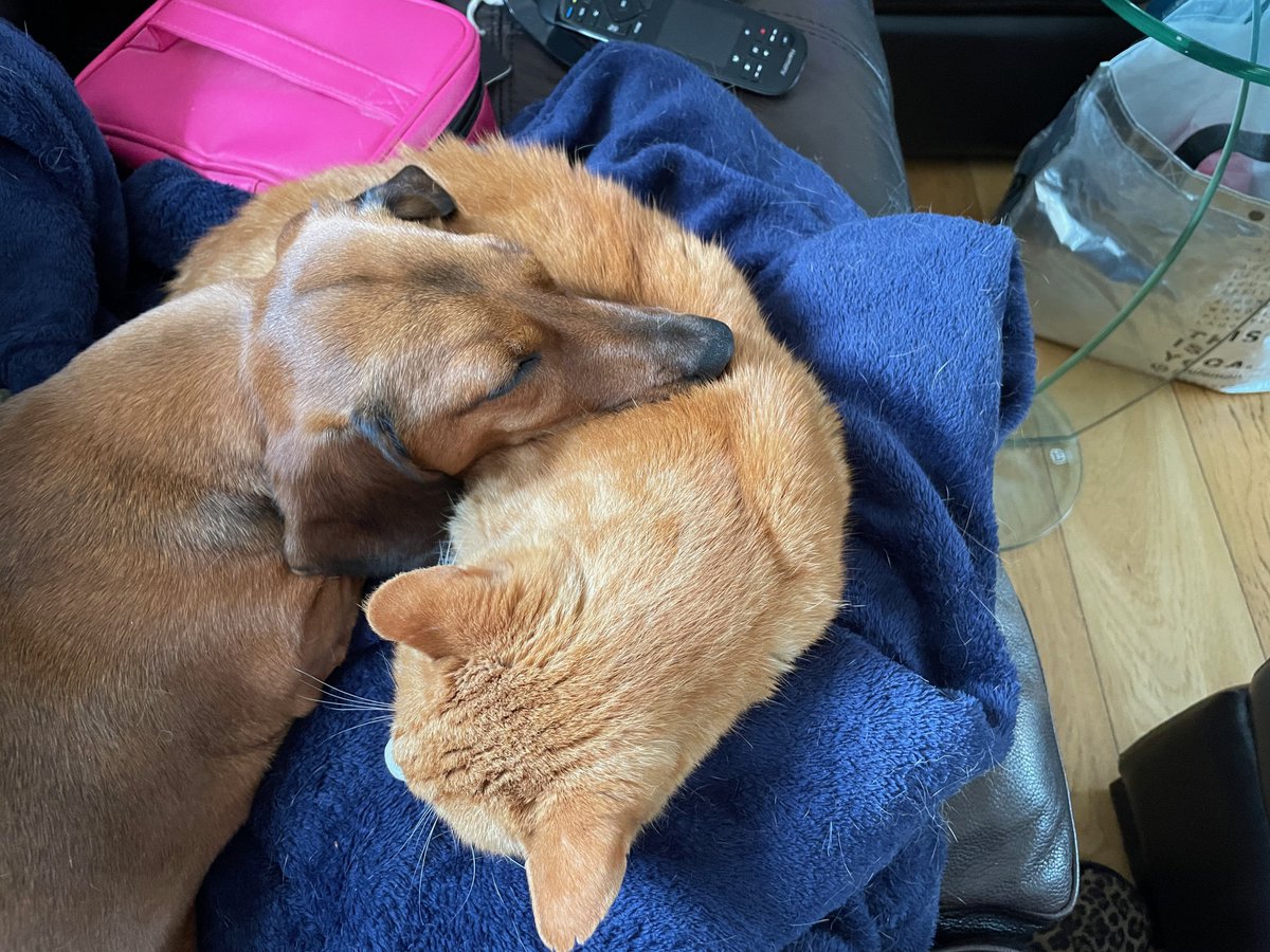 fabjordan's tweet photo. @Phil_Sledge Archie using Boris as a pillow! https://t.co/AflJMtZ8RI
