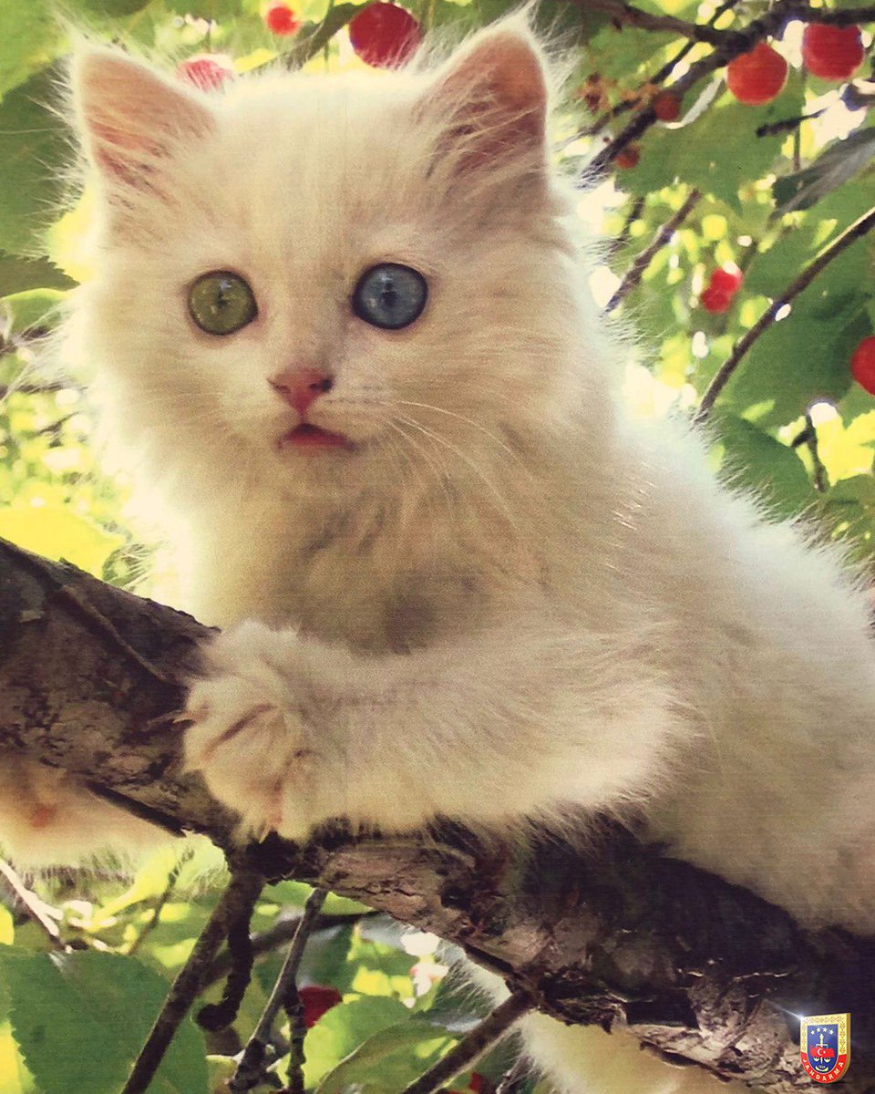 Biraz mavi
Biraz yeşil🐱

Dünya dostlarımızla güzel, lütfen bu güzelliklerin farkına varalım.😊

Havaların ısındığı bu günlerde lütfen evlerimizin önüne bir kap su koymayı ihmal etmeyelim.