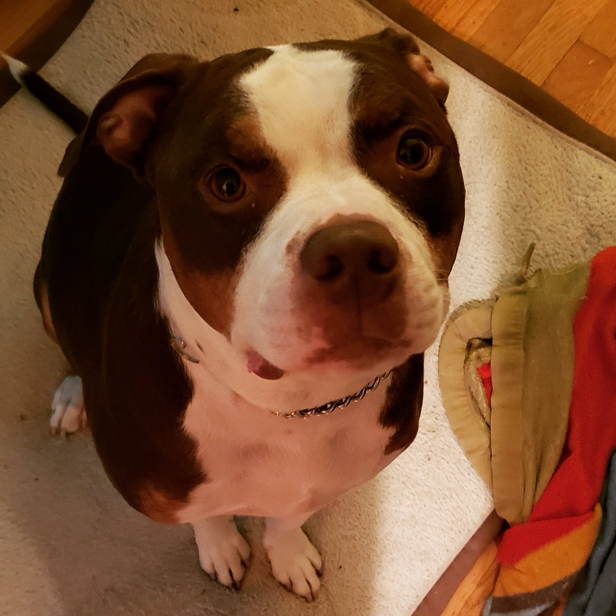 ChirpyDragoness's tweet photo. @NixiLen Thanks for the giveaway and the opportunity to show off my sweet doggo. https://t.co/Ss1vb4jTTG
