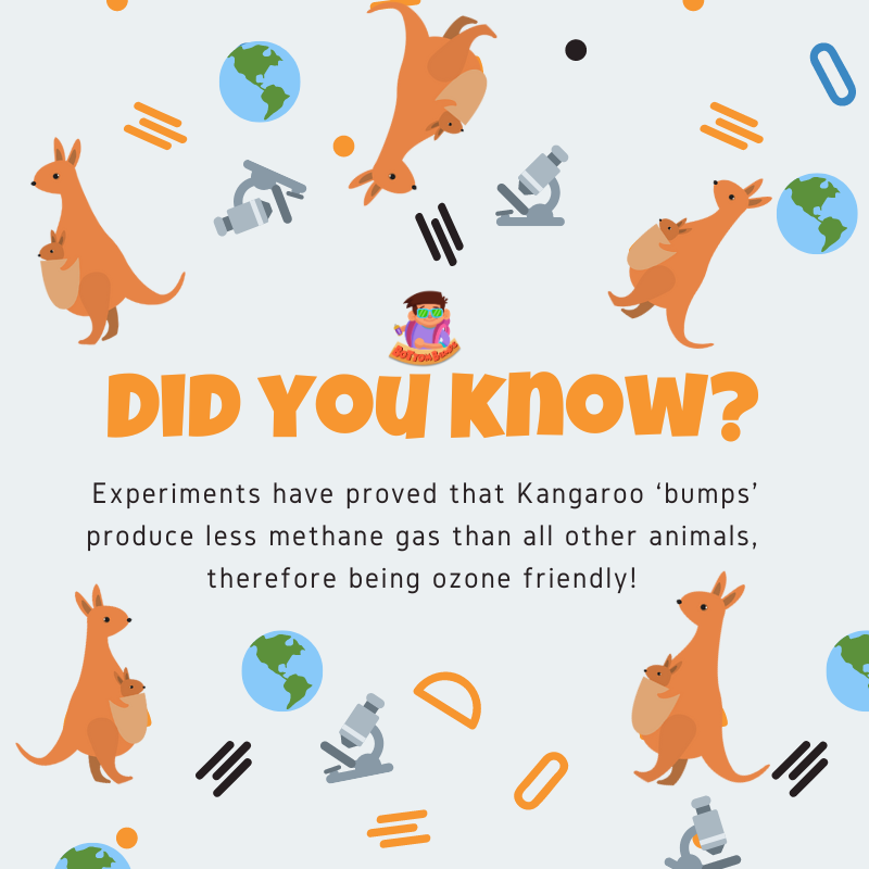 bumps_bottom's tweet photo. Did you know that?!🦘

#BottomBumps #EddieAndTheBumps #kangaroofact #Fact #KidsGame #FactsforKids #InterestingFact #MobileGame https://t.co/maqcX490f7