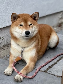 Please retweet to HELP FIND KUMIKO, LOST #HERNEBAY #KENT #CT6 #UK  15 July 

Female #ShibaInu last seen swimming in the sea towards #WHISTABLE and #TANKERTON.  

She could have been picked up and could be in another region now🌟🌟🌟

DETAILS 👇 
doglost.co.uk/dog-blog.php?d… #dogs