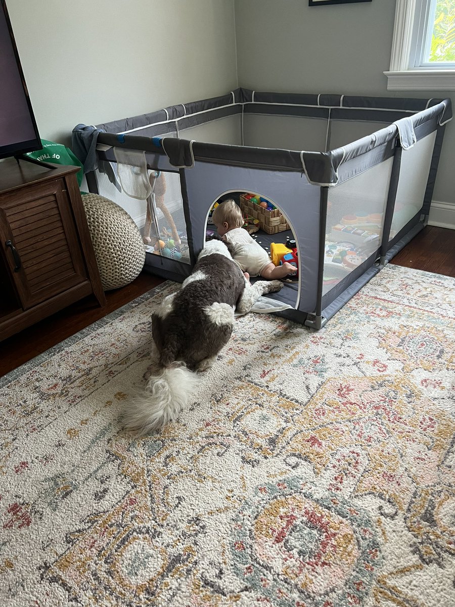 Dan White tweet media