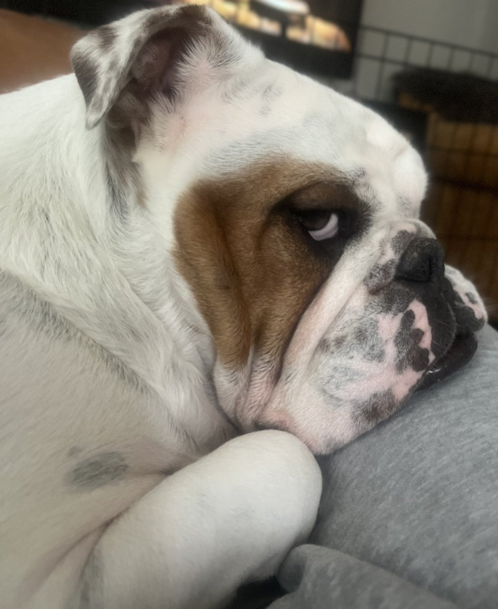 girlloco247's tweet photo. @LoveBulldog Snap 👀 https://t.co/bkUPi41OYu