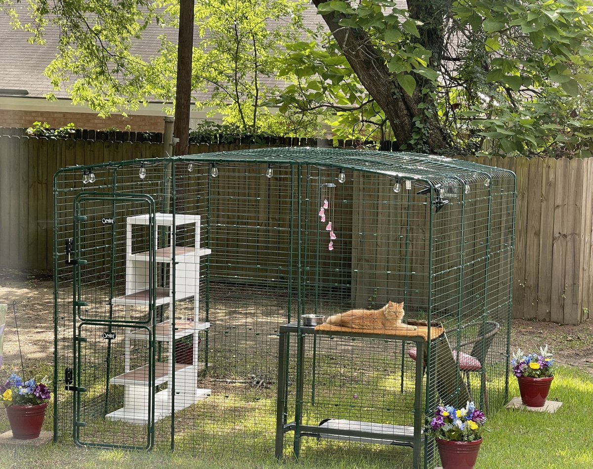 kmcghee617b's tweet image. Orange Girl in Catio ~ Ginger #omlet