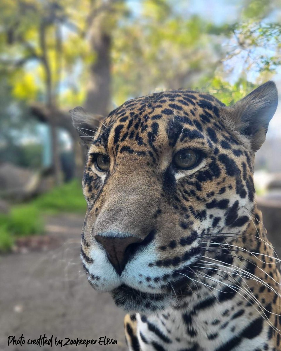 HHPZoo's tweet photo. One of the MANY things that we appreciate about our Zookeepers is their amazing skills at getting incredible photos of our animals. Here are just a few. Thank you Zookeepers! #ZookeeperAppreciationWeek https://t.co/gNXAHPaaLK