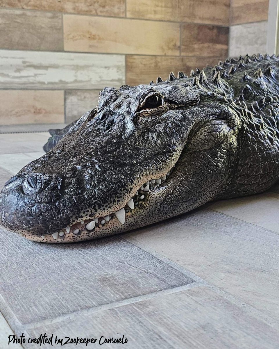HHPZoo's tweet photo. One of the MANY things that we appreciate about our Zookeepers is their amazing skills at getting incredible photos of our animals. Here are just a few. Thank you Zookeepers! #ZookeeperAppreciationWeek https://t.co/gNXAHPaaLK