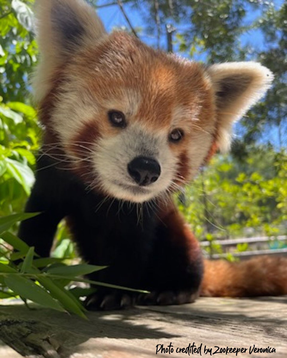 HHPZoo's tweet photo. One of the MANY things that we appreciate about our Zookeepers is their amazing skills at getting incredible photos of our animals. Here are just a few. Thank you Zookeepers! #ZookeeperAppreciationWeek https://t.co/gNXAHPaaLK