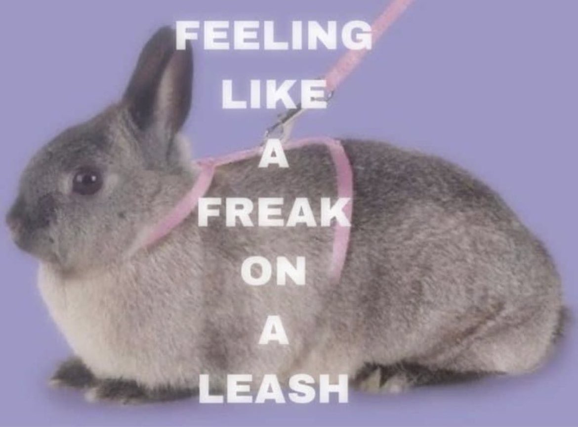 Christina Von Boleyn tweet media