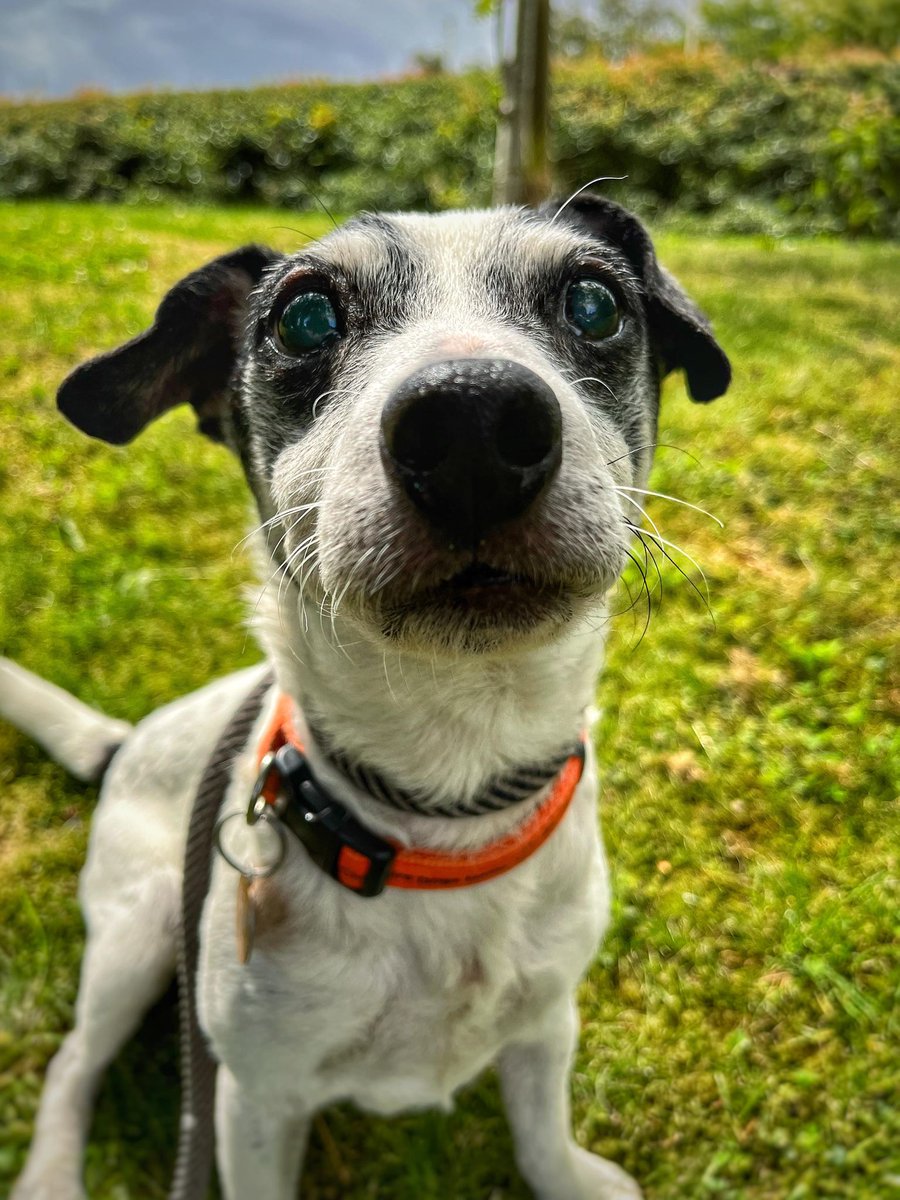 AdoptionsUk's tweet photo. URGENT, please retweet to help Rebel find a home #MANCHESTER #UK 
Jack Russell Terrier AGED 14! Found as a stray and never claimed. He enjoys walks and toys and is a very good sniffer.
He shouldn't be in a shelter, please give an extra retweet 
DETAILS 
https://t.co/nde9JEMRx2… https://t.co/i8ahovCJux