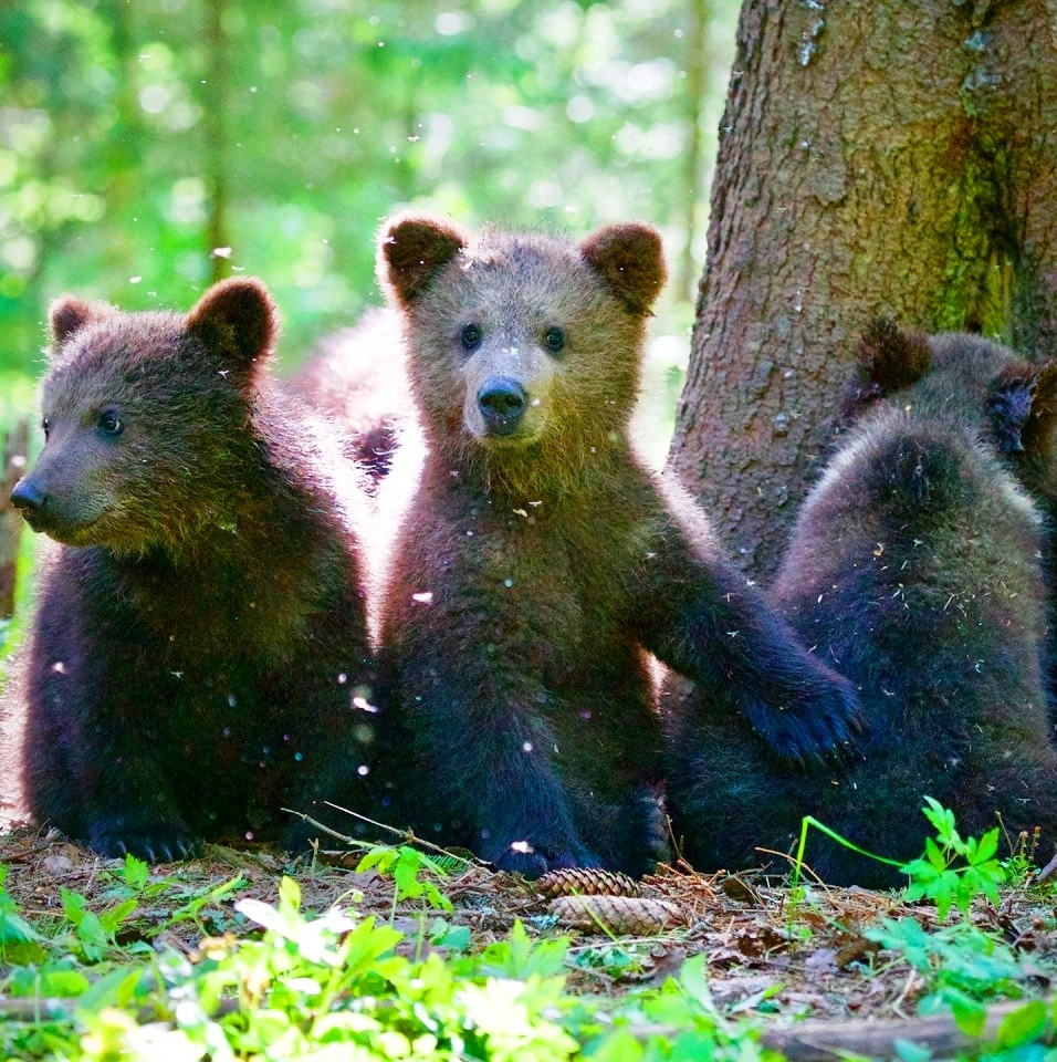 RT @LoveSongs4Peace: The three Grizzly Bear cubs  ( one is very shy ) https://t.co/EKzTqKmdqU