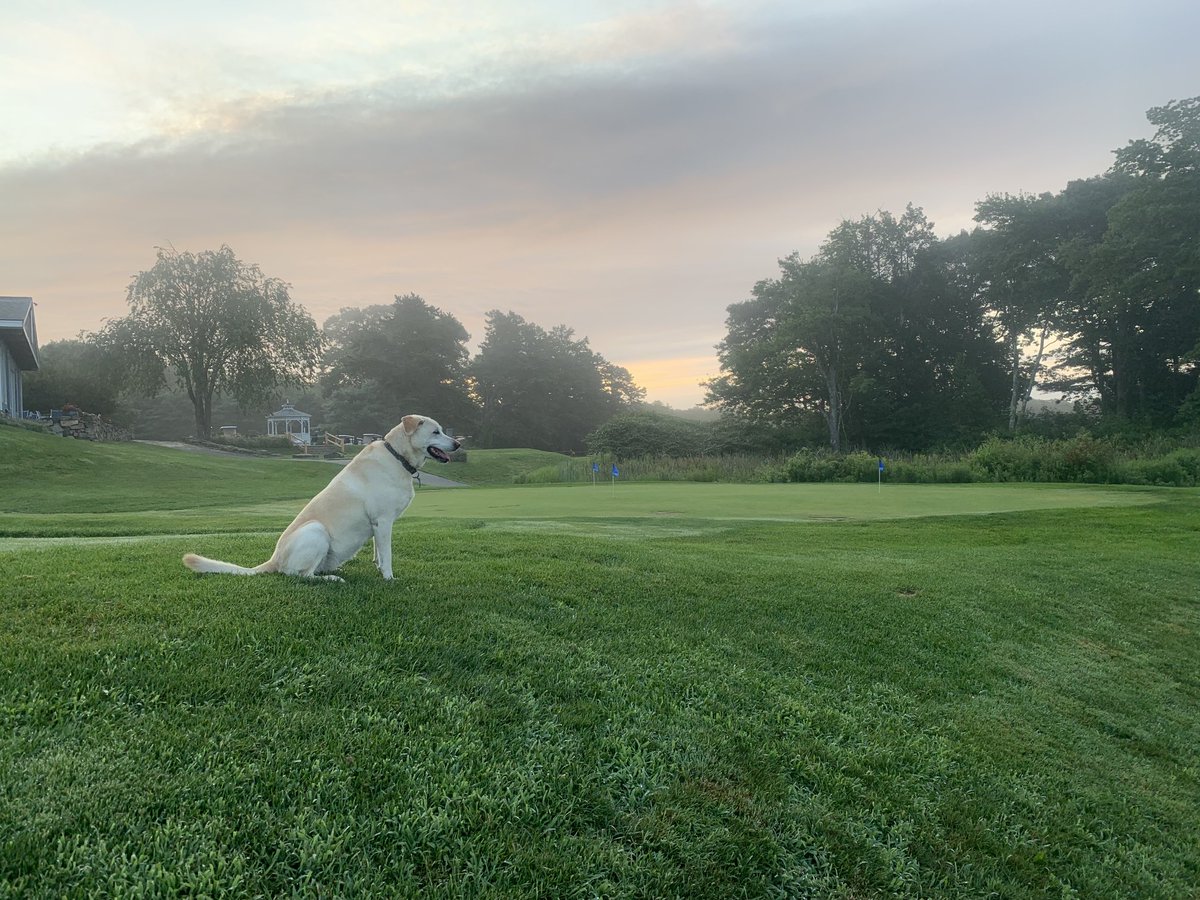 supercncc's tweet image. ⁦@DogsOfTurf⁩ Daisy checking things out at the range this morning. She makes so many people happy when she’s at the course
