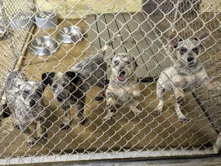 🚨 URGENT: full shelter &amp; 501c3 rescue-only 
#Eaton #Ohio

5 boys, 3 girls, 10 weeks old
Received DAPP &amp; dewormer

Contact details in the tweet below 
1/2… #dogsoftwitter #Dayton #Cincinnati #OH