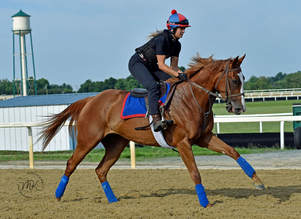 Maggie_Kimmitt's tweet photo. Multiple graded stakes winner MISSION OF JOY (ON) at Fair Hill this morning. @HerringswellStb @MadaketStables #KittensJoy https://t.co/0j5xXfygx8