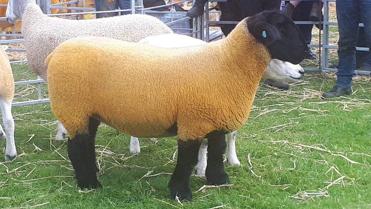shinychauf's tweet photo. ~Banchory Show 2023~

#farming #sheep #ghanam #prize #BanchoryShow  #agriculture #livestock #BeautyPagent #ABERDEENSHIRE #Banchory #Durris #Deeside #Portach #GlenTaner #Midmar #Tillyfourie https://t.co/haNvD5TMJ7