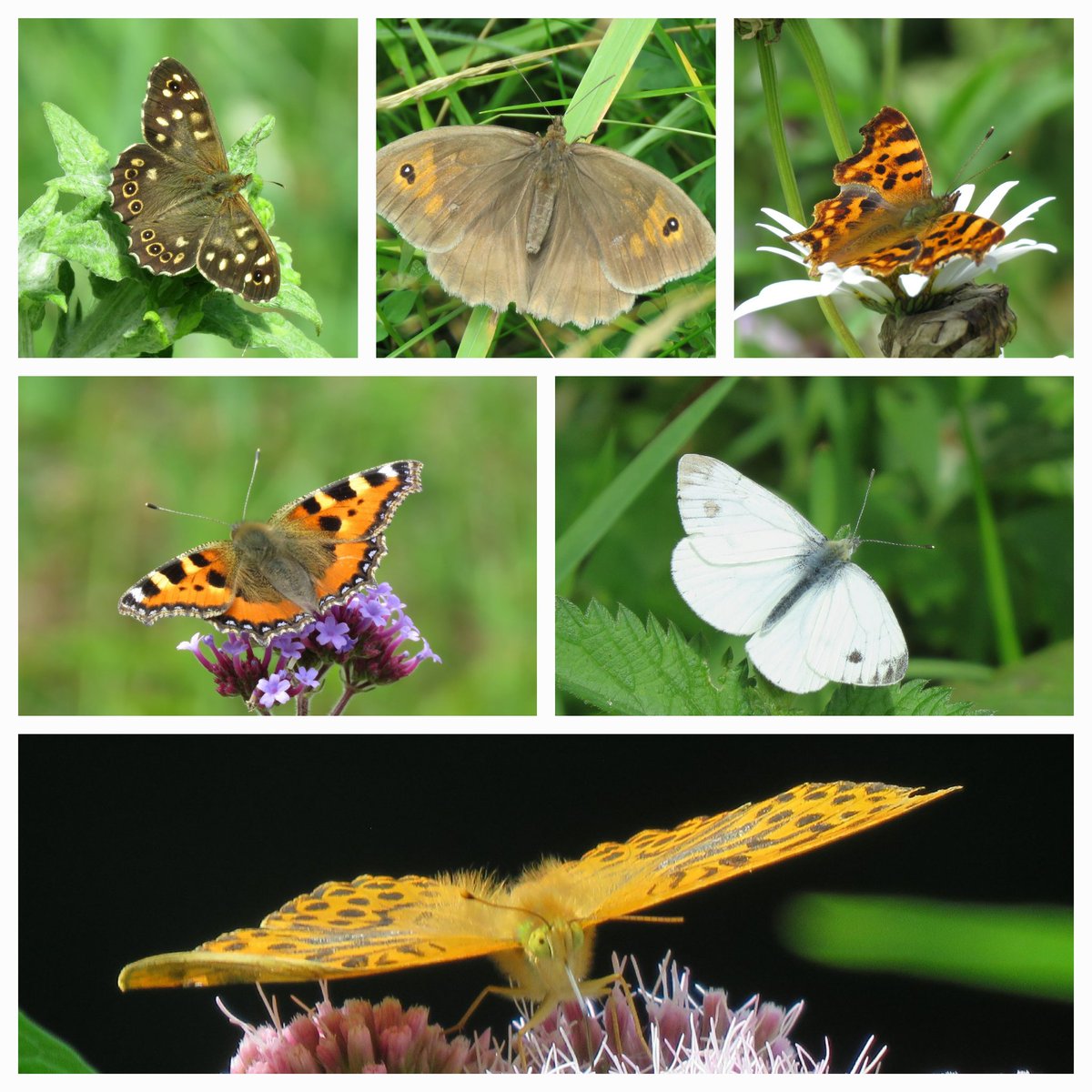 Meadowendy (@wendyholliday13) on Twitter photo Lucky to have a diversity of habitats to help support these beauties...over the past 7 years, I've recorded a total of 24 species here! <a href="/BC_Yorkshire/">Butterfly Conservation Yorkshire</a> @WhitbyNats Lucky to have a diversity of habitats to help support these beauties...over the past 7 years, I've recorded a total of 24 species here! <a href="/BC_Yorkshire/">Butterfly Conservation Yorkshire</a> @WhitbyNats
