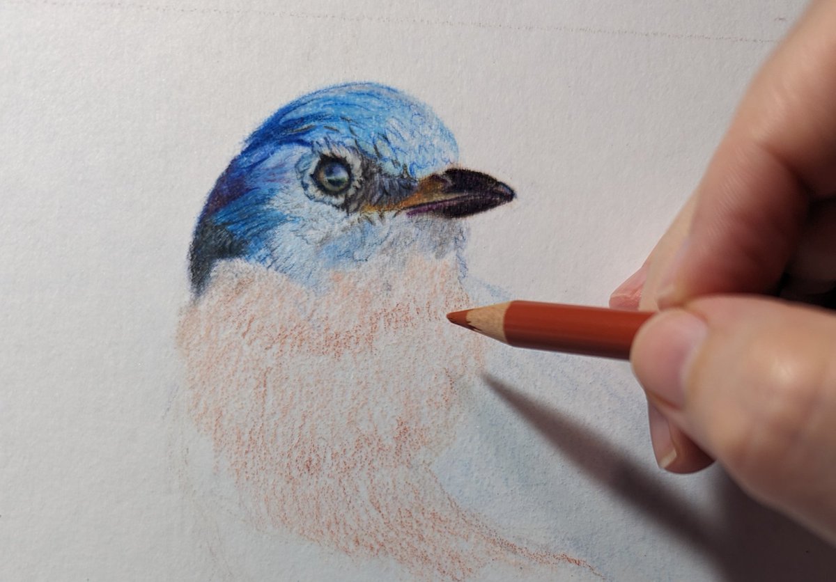 🎨🦜 Art lovers, gather 'round! 🌟 Just had to share my latest project with you all! Check out this mesmerizing bluebird color pencil drawing in progress. 🐦💙 Can't wait to reveal the final result! 😍✍️ #ColorPencilArt #WIP #BluebirdDrawing #ArtInProgress #NatureInspiredArt