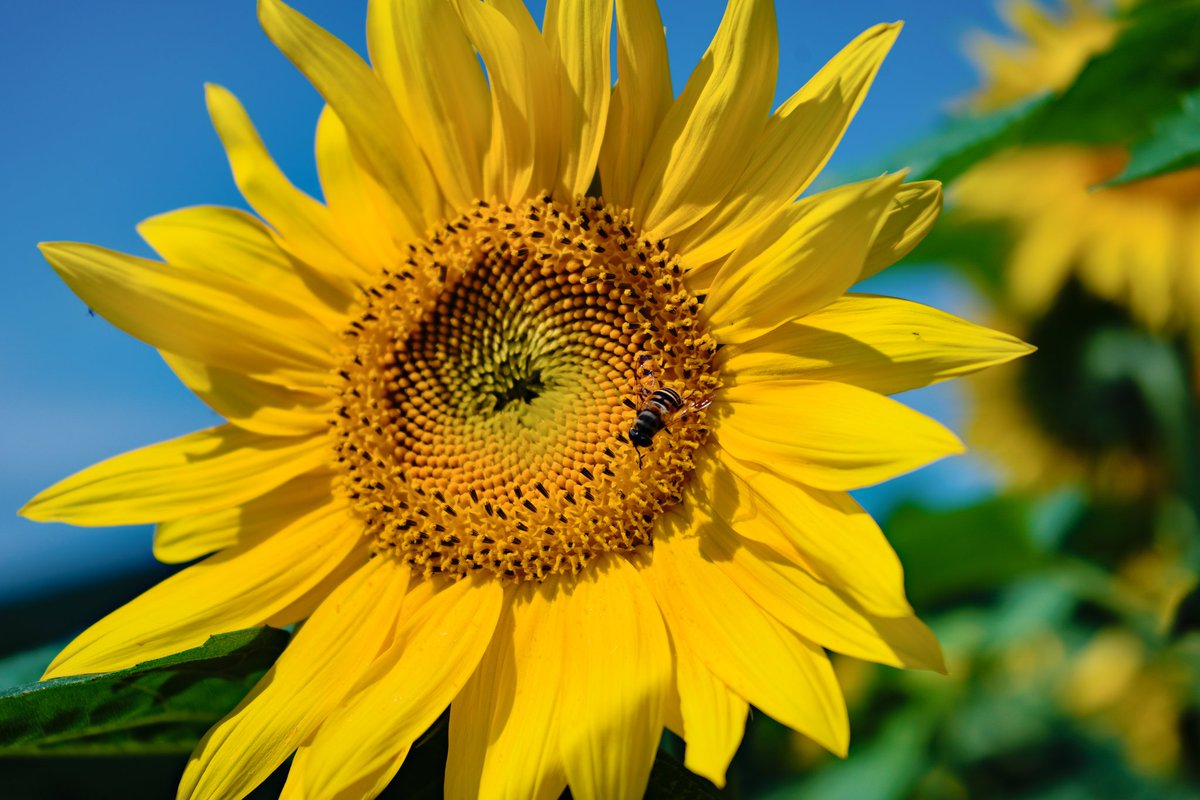 ひまわりとはち