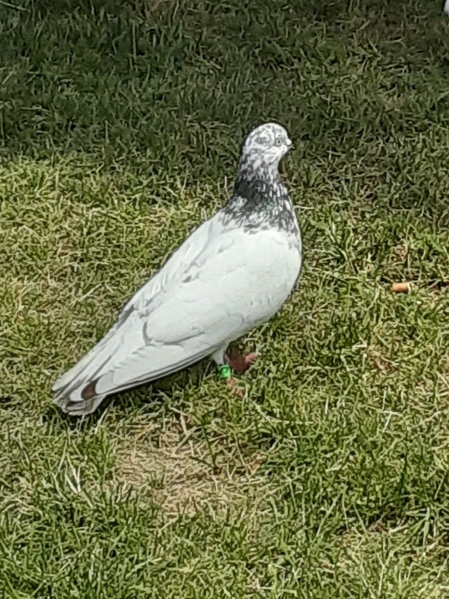 KenPatton's tweet photo. @OldDutchCap Do you know anyone missing a feathered friend? How might one get close enough to read the band number?  
I hadn't seen it but my wife and a neighbor say it's been hanging around our block for over a week. https://t.co/0Kd5X6Y0RJ