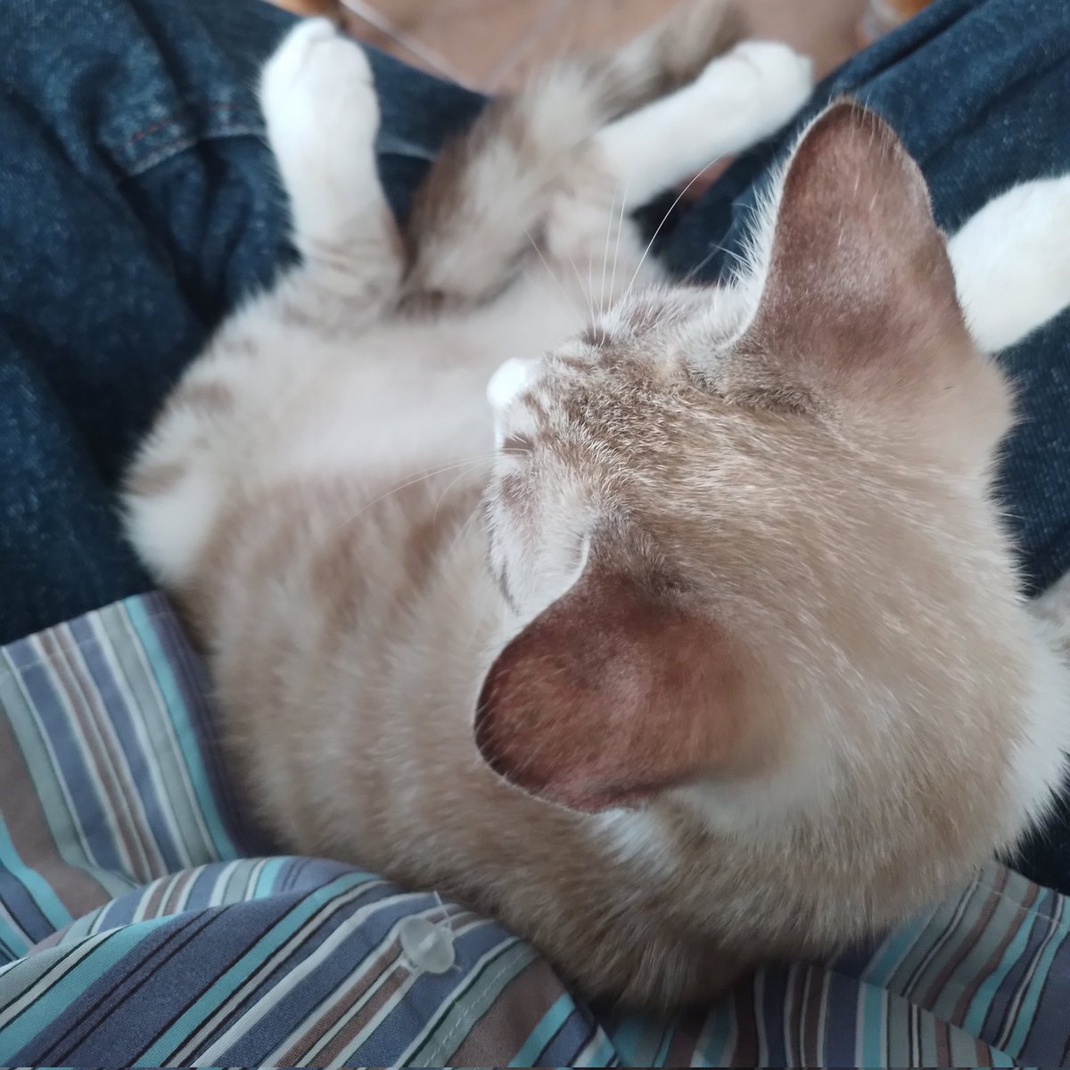 bucanacha's tweet photo. baru ditinggal kuliah aja dh manja, gimana ntar klo gw pergi lama https://t.co/3QCjclE9Su