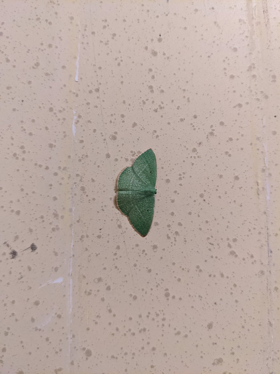 @SMCParks I always see moths in the bathroom at Sam McDonald.