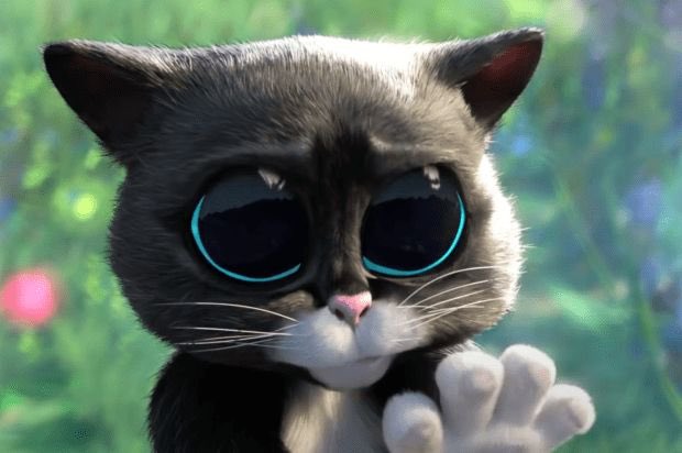 DailySoftpaws's tweet photo. Daily Kitty Softpaws https://t.co/STyOzaPKtb