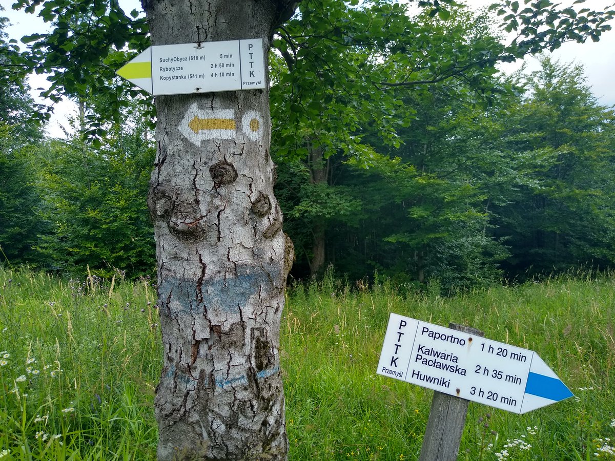 WasatyRys's tweet photo. #ByłoChodzone po #PogórzePrzemyskie całkiem miła i przyjemna (no prawie, nie licząc błota, traw po pas i zwalonych drzew) wycieczka po najwyższych (Suchy Obycz) i najładniejszych (Kopystańka) górach Pogórza Przemyskiego ⬜🟦⬜🟨⬜🟥⬜
I 💚 #Podkarpacie 🌲🚶🏞️ https://t.co/SfGQ3Muk0o