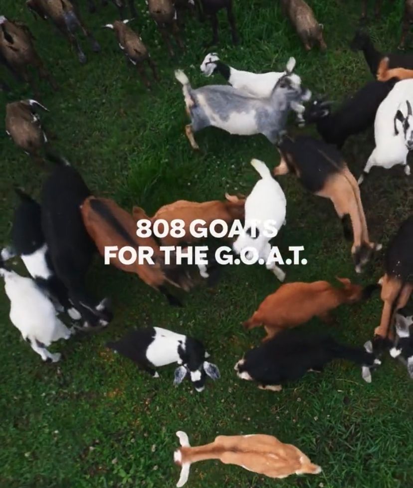 BarcaUniversal's tweet image. Lay&apos;s gathers 808 goats to celebrate Messi&apos;s 808 career goals.