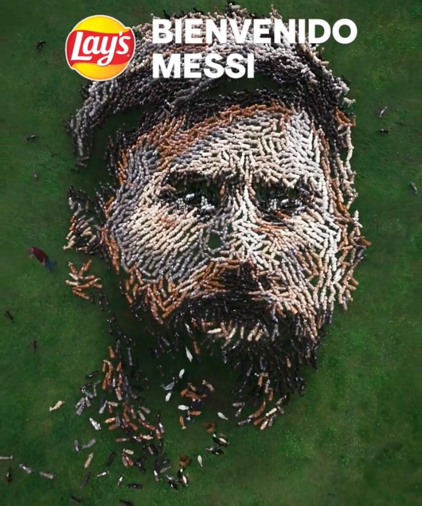 BarcaUniversal's tweet image. Lay&apos;s gathers 808 goats to celebrate Messi&apos;s 808 career goals.