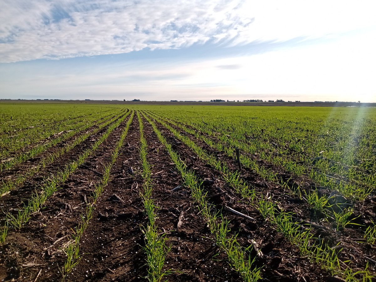 AugustoStrick's tweet photo. Aplicaciones de urea en trigos de ciclo largo. https://t.co/vyJkynBunZ