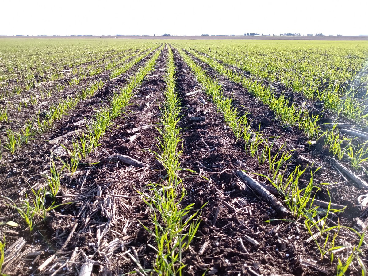 AugustoStrick's tweet photo. Aplicaciones de urea en trigos de ciclo largo. https://t.co/vyJkynBunZ
