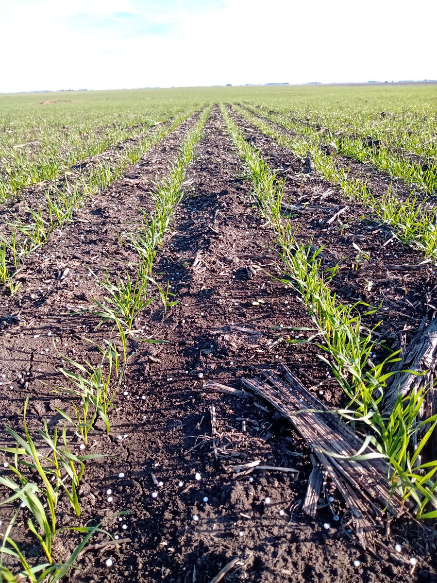 AugustoStrick's tweet photo. Aplicaciones de urea en trigos de ciclo largo. https://t.co/vyJkynBunZ