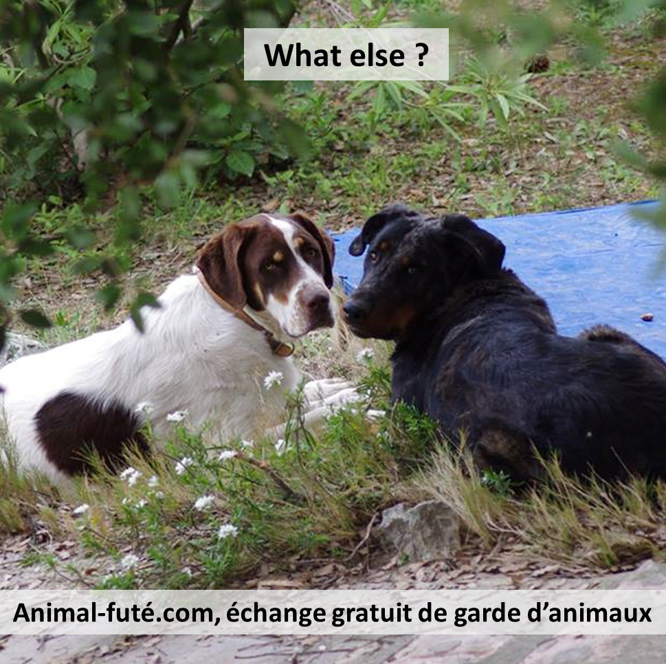 AnimalFute's tweet photo. https://t.co/ULmXegU4wL
#FaireGarderSonChienGratuitement https://t.co/3GN4XyMQnZ