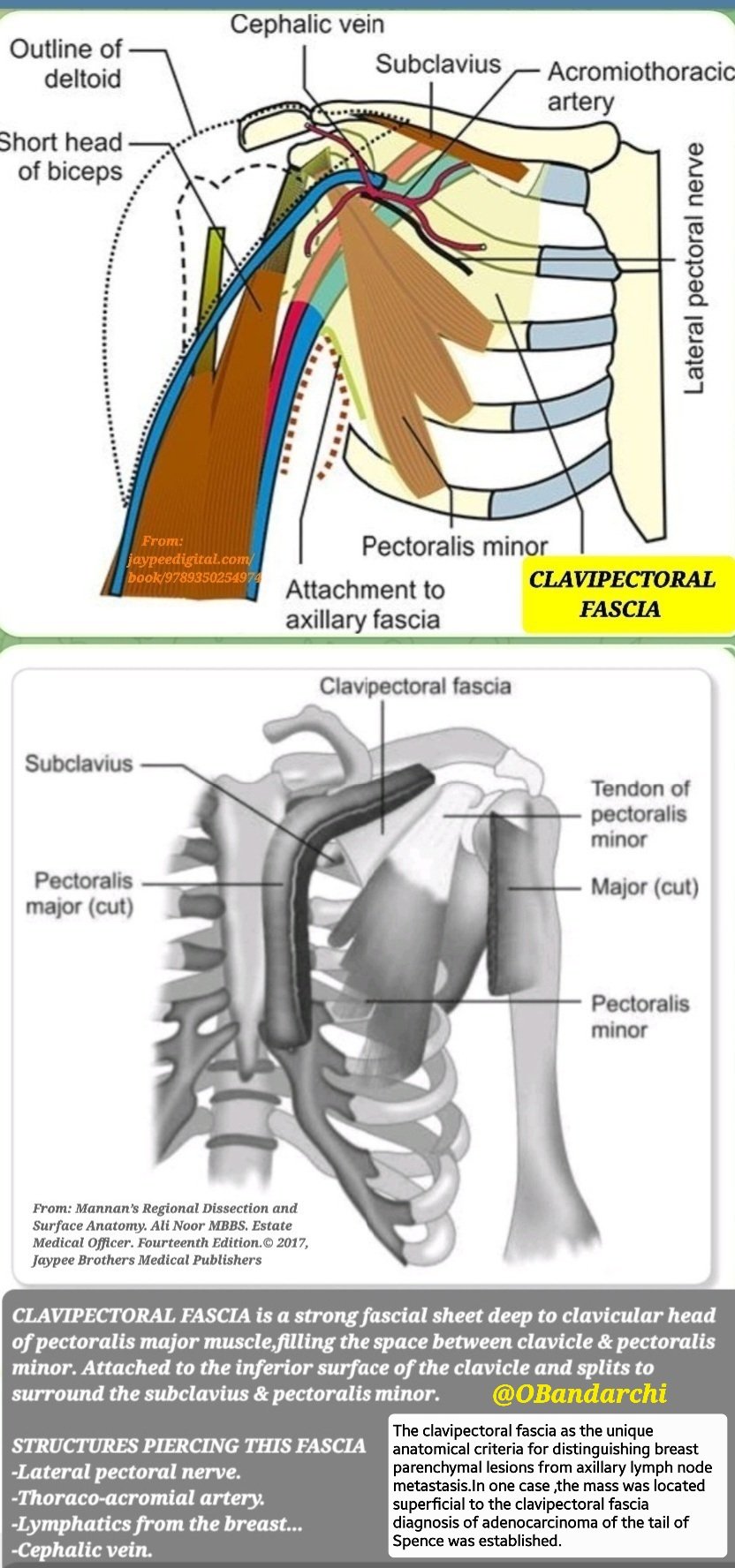 Dr. OMID BANDARCHI on X: &ldquo;CLAVIPECTORAL FASCIA A strong,fascial 